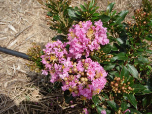 Close up of Dazzle Me Pink Crapemyrtle flowers
