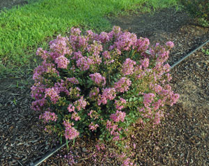 Dazzle Me Pink Crapemyrtle flowers and form 