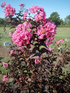 Delta Jazz Crapemyrtle shrub showing flowers