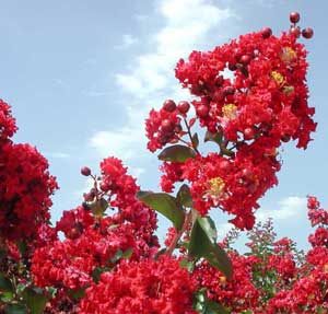 Close up of red flowers of a Dynamite Crapemyrtle