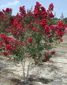 Dynamite Crapemyrtle showing flowers and form