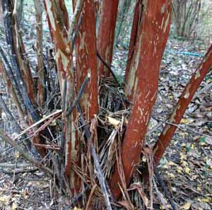 Bark exfoliation patterns of a Fantasy Crapemyrtle tree