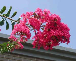 Close up of Firebird Crapemyrtle pink purple flowers