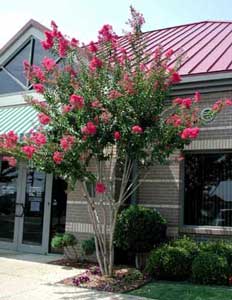 Firebird Crapemyrtle tree showing form and flowers in front of a building