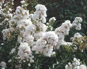 White flowers of a Hope Crapemyrtle shrub