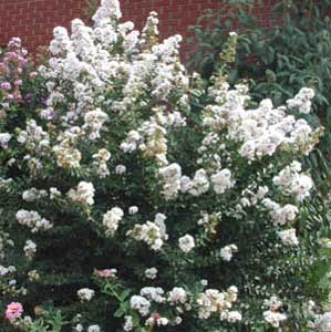 Hope Crapemyrtle shrub showing form and flowers