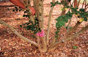 Hopi Crapemyrtle bark exfoliation patterns