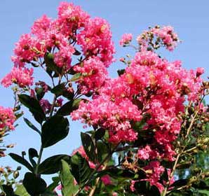 Hopi Crapemyrtle pink flowers