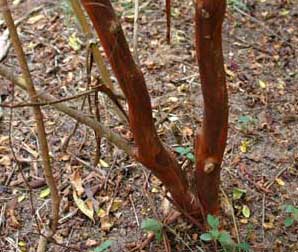 Bark exfoliation patterns of a Kiowa Crapemyrtle