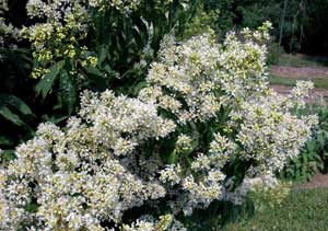 Kiowa Crapemyrtle white flowers