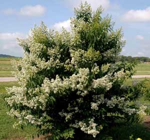 Kiowa Crapemyrtle tree showing form