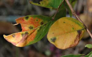 Picture closeup of leaves having advanced leaf spot showing red yellow and brown spottiness.