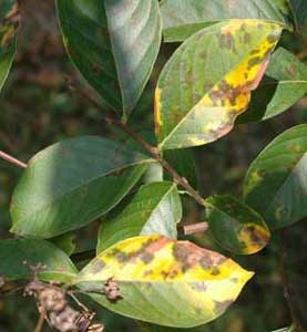 Picture closeup of green Crapemyrtle leaves with some yellowing and brown spots. 