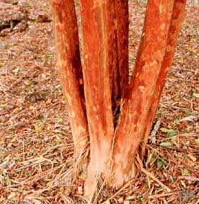 Bark exfoliation patterns of a Lipan Crapemyrtle