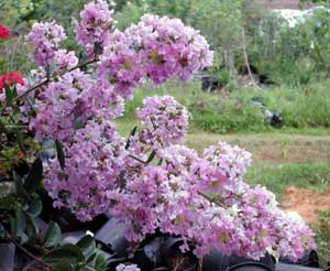 Close up of Lipan Crapemyrtle light lavender flowers