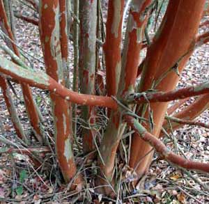 Bark exfoliation patterns of a Miami Crapemyrtle