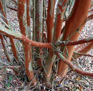 Bark exfoliation patterns of a Miami Crapemyrtle