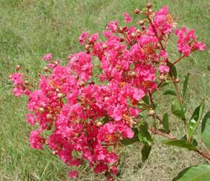 Bright pink flowers of a Miami Crapemyrtle