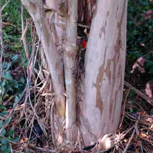 Bark exfoliation patterns of a Muskogee Crapemyrtle tree