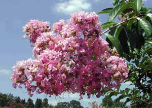 Light pink flowers of a Muskogee Crapemyrtle