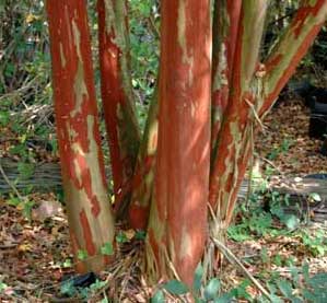 Bark exfoliation patterns of a Natchez Crapemyrtle tree