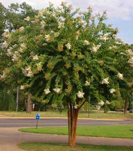 Natchez crapemyrtle tree in bloom