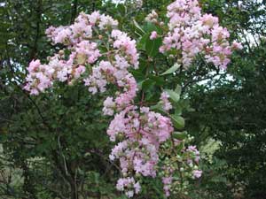 Flowers of a Near East Crapemyrtle