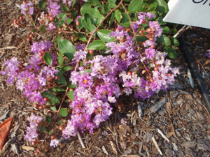 Close up of Orchid Cascade Crapemyrtle flowers