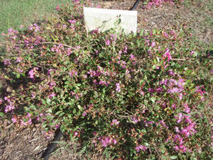 Orchid Cascade Crapemyrtle flowers and form 