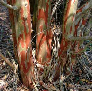 Bark exfoliation patterns of an Osage Crapemyrtle