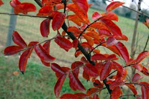 Osage leaves in dark orange fall color.