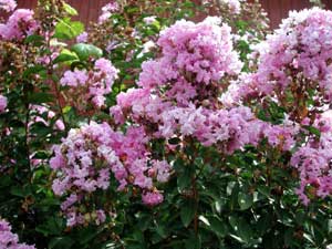 Close up of Ozark Spring Crapemyrtle light pink flowers