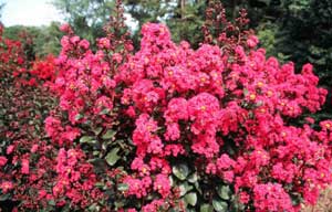 Close up of Pink Velour Crapemyrtle bright pink flowers