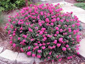 Pocomoke Crapemyrtle dwarf showing form and flowers