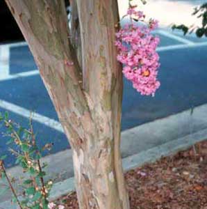 Bark exfoliation patterns of a Potomac Crapemyrtle