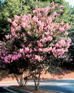 Potomac Crapemyrtle tree showing form