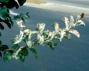 Picture of powdery mildew on Crapemyrtle branch showing white powder of fungus covering leaves.