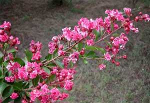 Close up of Prairie Lace Crapemyrtle pink with white flowers