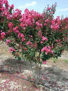 Form and flowers of a Raspberry Sundae Crapemyrtle