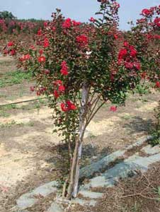 Red Rocket Crapemyrtle with red flowers showing form