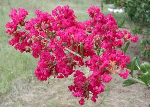 close up of Regal Red Crapemyrtle red-purple flowers
