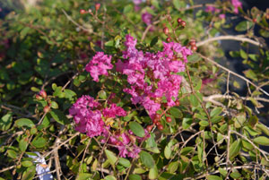 Close up of Rosey Carpet Crapemyrtle flowers