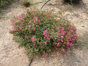 Rosey Carpet Crapemyrtle flowers and form 