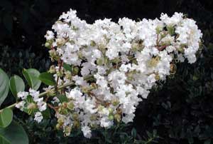 Close up of white flower of Sarah's Favorite Crapemyrtle