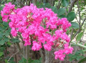 Close up of Siminole Crapemyrtle medium pink flowers