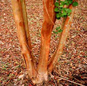 Bark exfoliation patterns of a Sioux Crapemyrtle