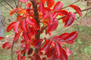 Sioux leaves in pink-orange fall colors.