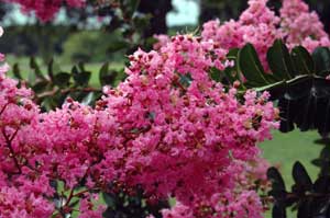 Pink flowers of a Sioux Crapemyrtle