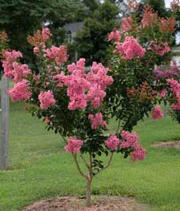 Sioux Crapemyrtle with flowers showing form