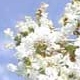 Acoma crapemyrtle white flower clusters. Select for larger images of flowers and bark.